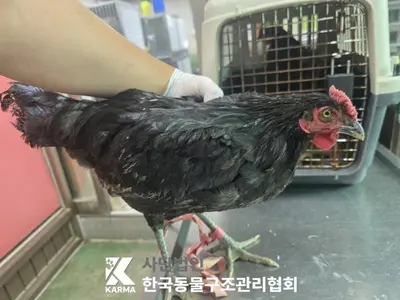 닭 - 기타