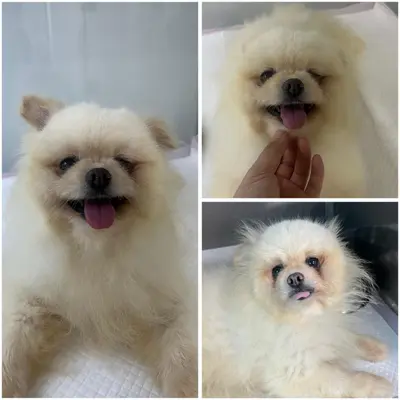 포메라니안 - 강아지