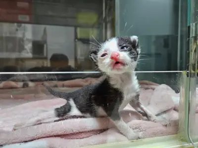 한국 고양이 - 고양이