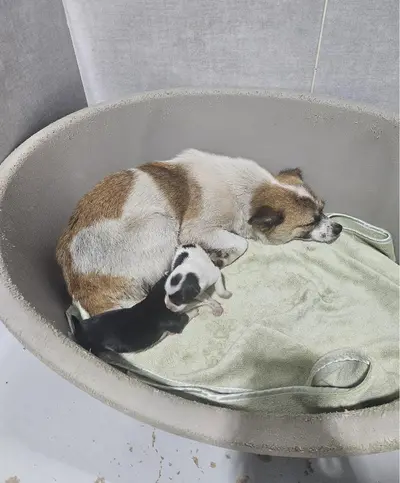 믹스견 - 강아지