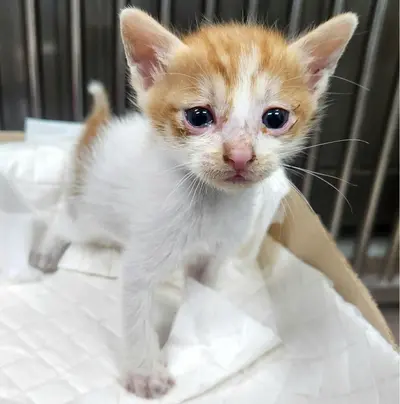 한국 고양이 - 고양이