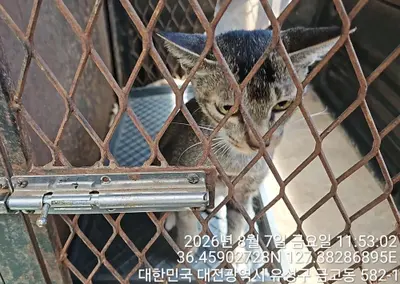 푸들 - 강아지