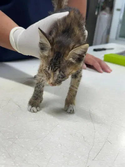 한국 고양이 - 고양이