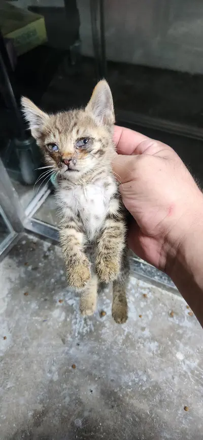 한국 고양이 - 고양이