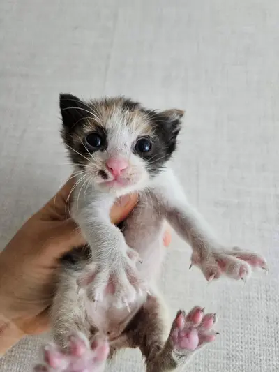 한국 고양이 - 고양이