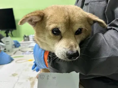 믹스견 - 강아지