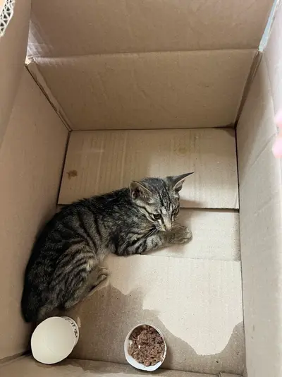 한국 고양이 - 고양이