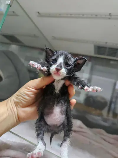 한국 고양이 - 고양이