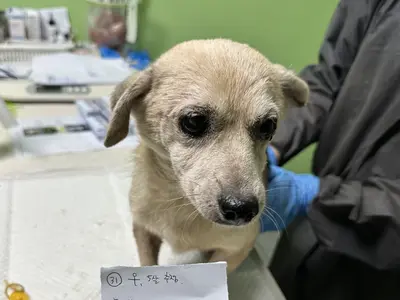 믹스견 - 강아지