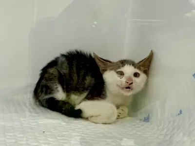 한국 고양이 - 고양이