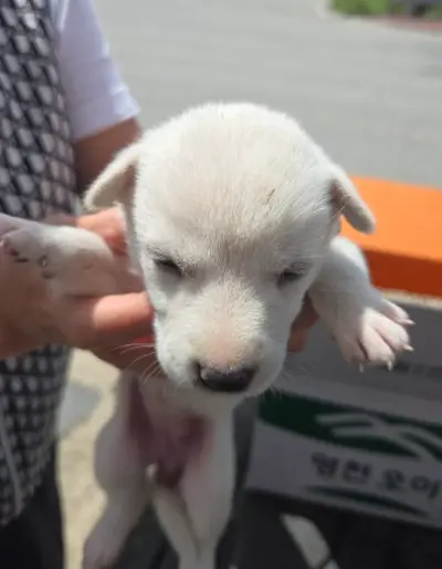 믹스견 - 강아지