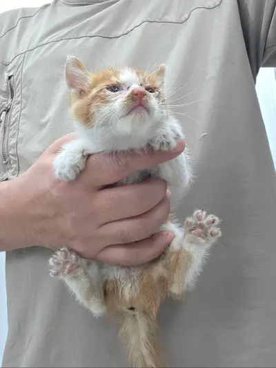 한국 고양이 - 고양이