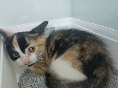 한국 고양이 - 고양이