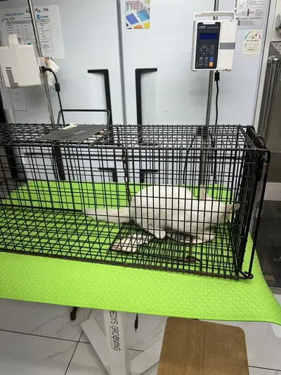한국 고양이 - 고양이