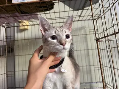 아메리칸 쇼트헤어 - 고양이