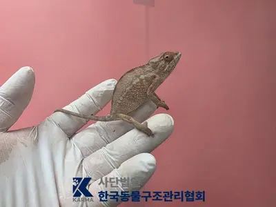 카멜레온 - 기타