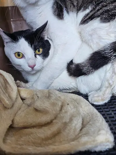 한국 고양이 - 고양이
