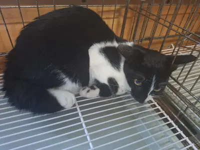 한국 고양이 - 고양이