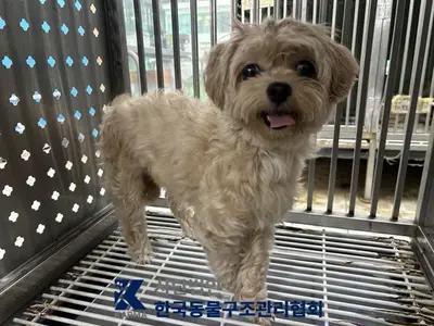 말티푸 - 강아지