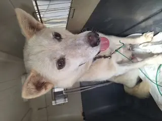 진도견 - 강아지