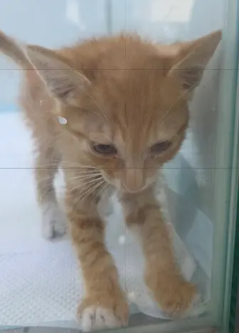 한국 고양이 - 고양이