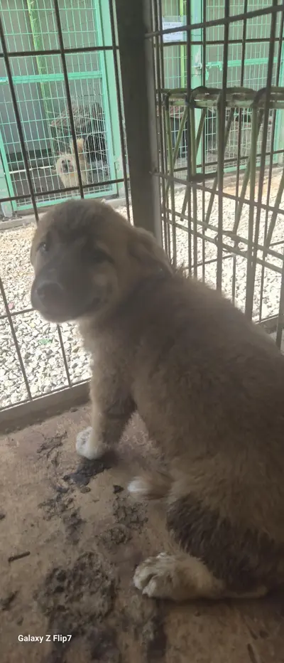 믹스견 - 강아지