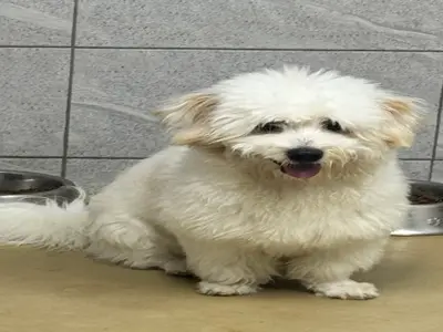 믹스견 - 강아지
