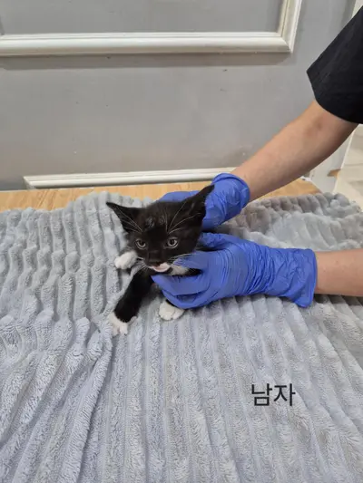 한국 고양이 - 고양이
