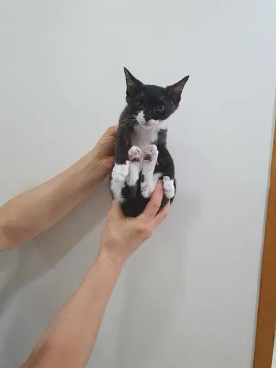 한국 고양이 - 고양이