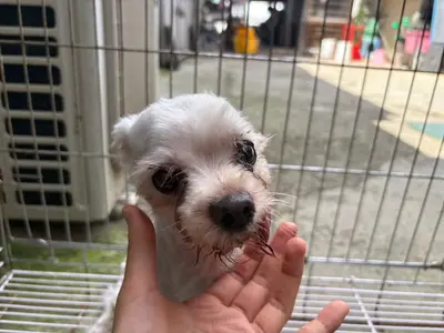 말티즈 - 강아지