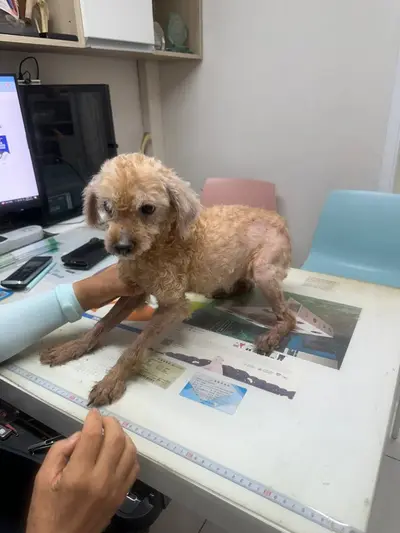 푸들 - 강아지