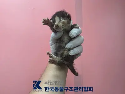 한국 고양이 - 고양이