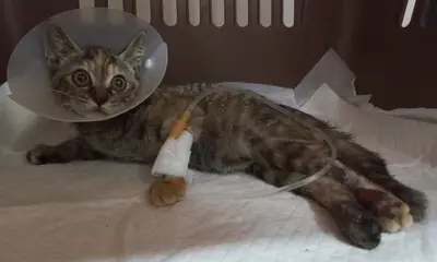 한국 고양이 - 고양이