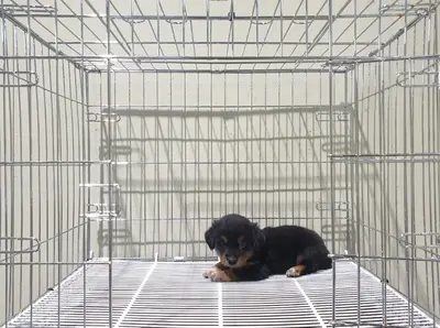 믹스견 - 강아지