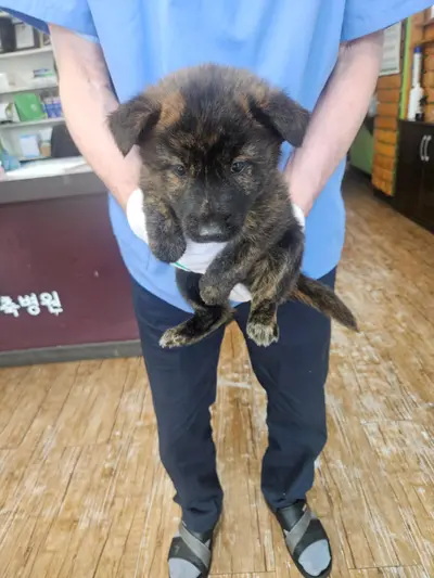 믹스견 - 강아지