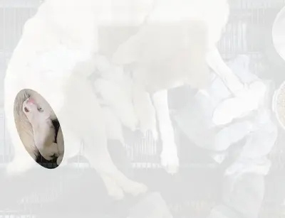 진도견 - 강아지