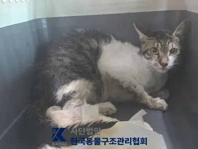 한국 고양이 - 고양이