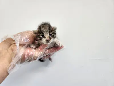 한국 고양이 - 고양이