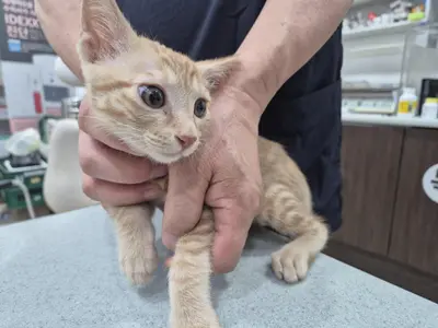 믹스묘 - 고양이