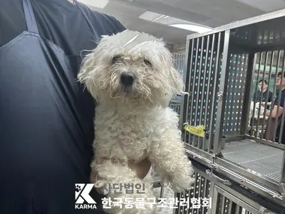 비숑 프리제 - 강아지