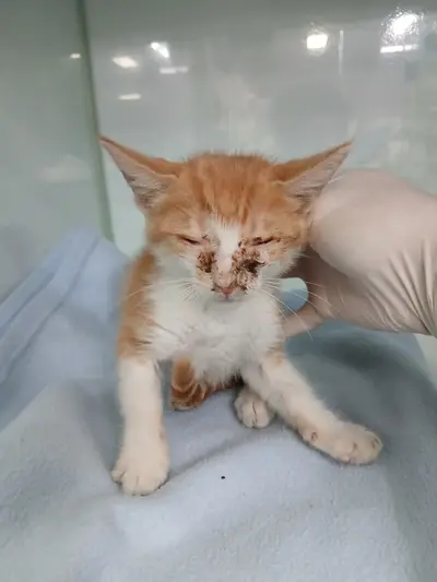 한국 고양이 - 고양이