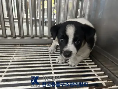 믹스견 - 강아지