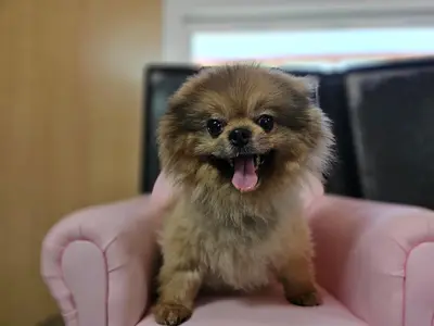 포메라니안 - 강아지
