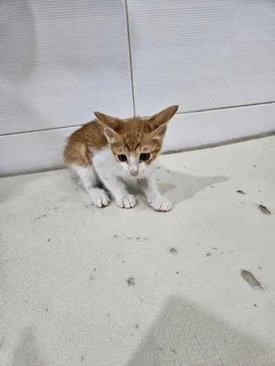 한국 고양이 - 고양이