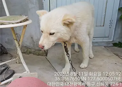 믹스견 - 강아지