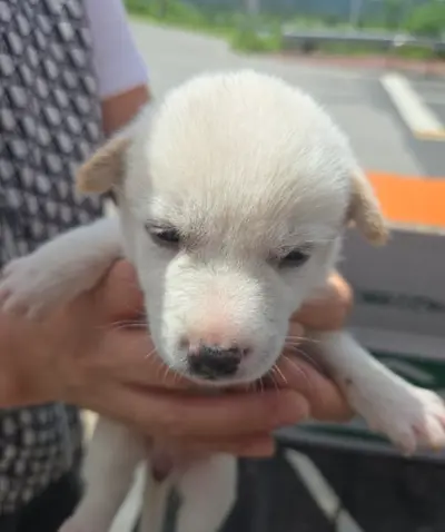 믹스견 - 강아지