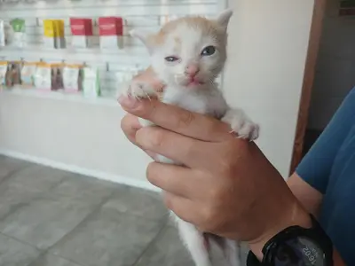 한국 고양이 - 고양이