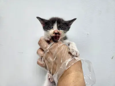 한국 고양이 - 고양이