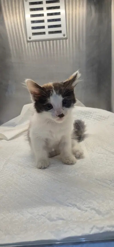 한국 고양이 - 고양이