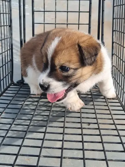 믹스견 - 강아지